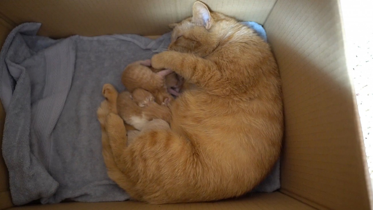 箱の中にいる親子猫