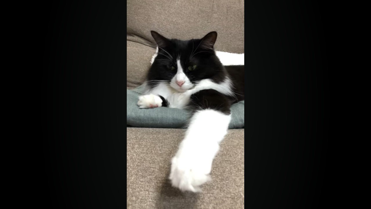 前足を垂らした姿