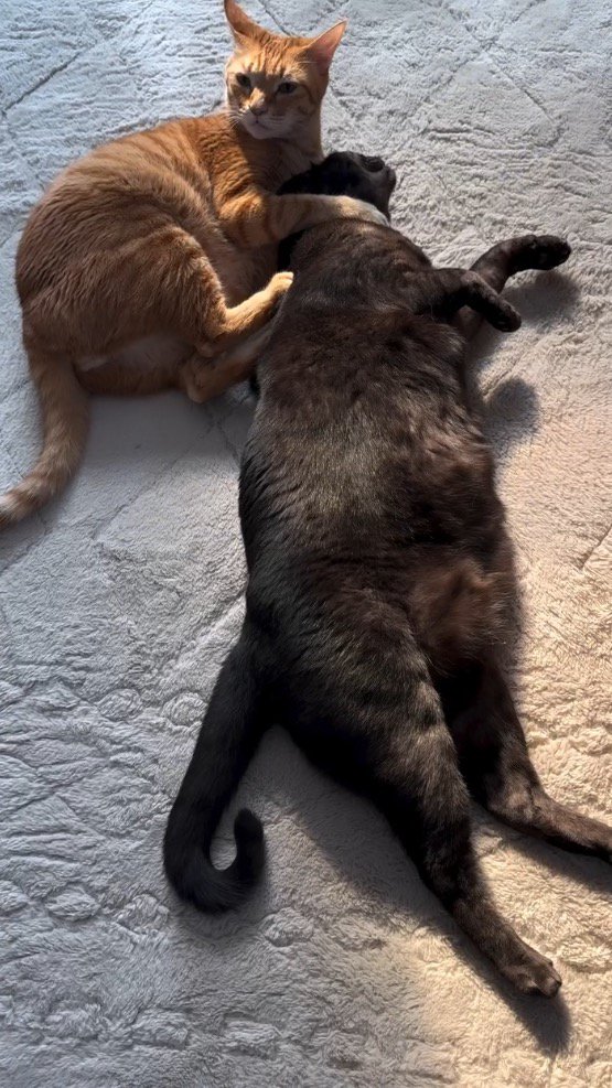 黒猫の首に腕を回す茶トラ猫