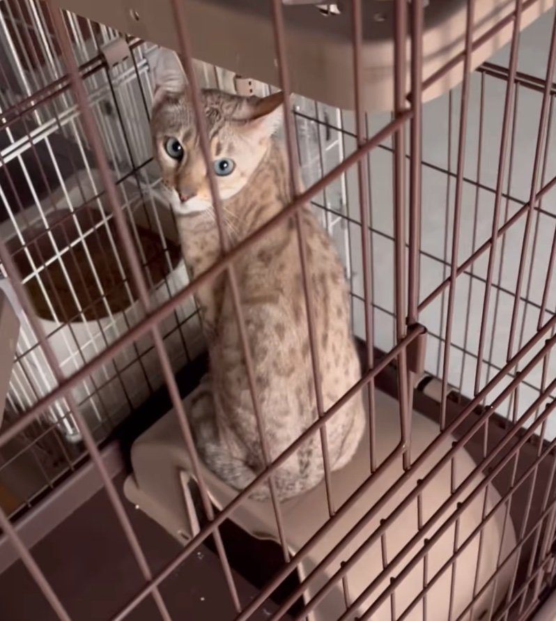 普段のロキくん