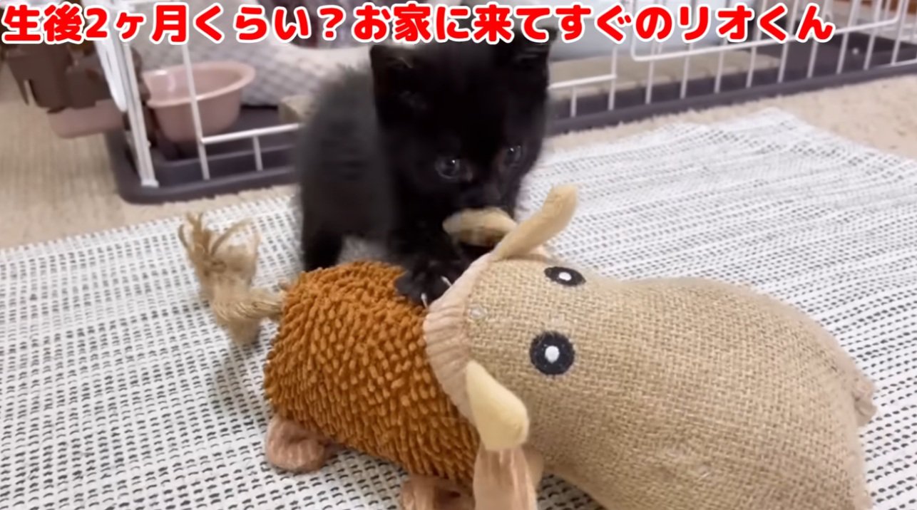 おもちゃで遊ぶ黒猫の子猫