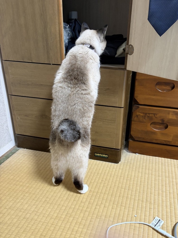 洋服タンスの中を立ち上がって覗く猫