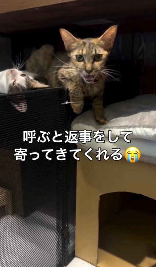 保護直後の母猫