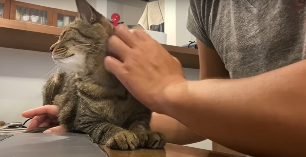 飼い主に甘える猫