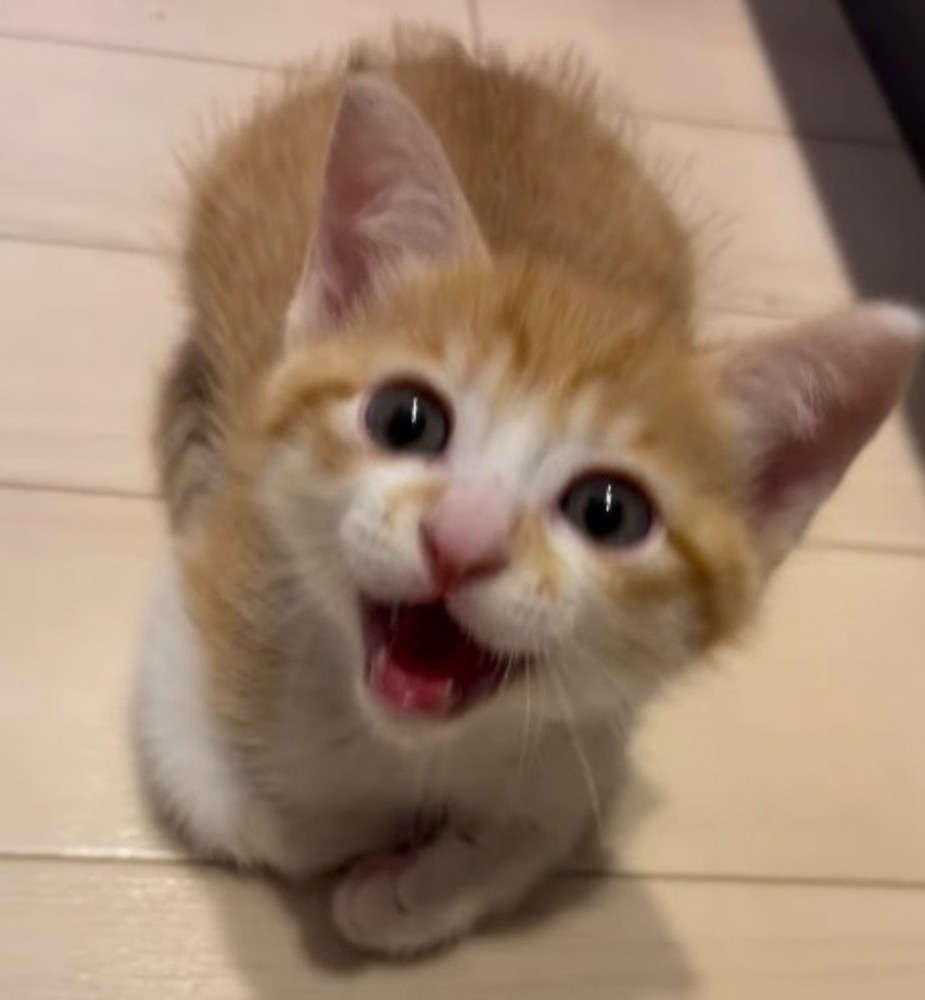 床に座って、飼い主に大きな声で鳴く子猫