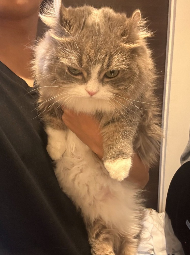 不満そうな表情の猫