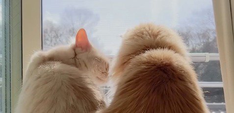 後輩猫の顔を覗き込む先輩猫