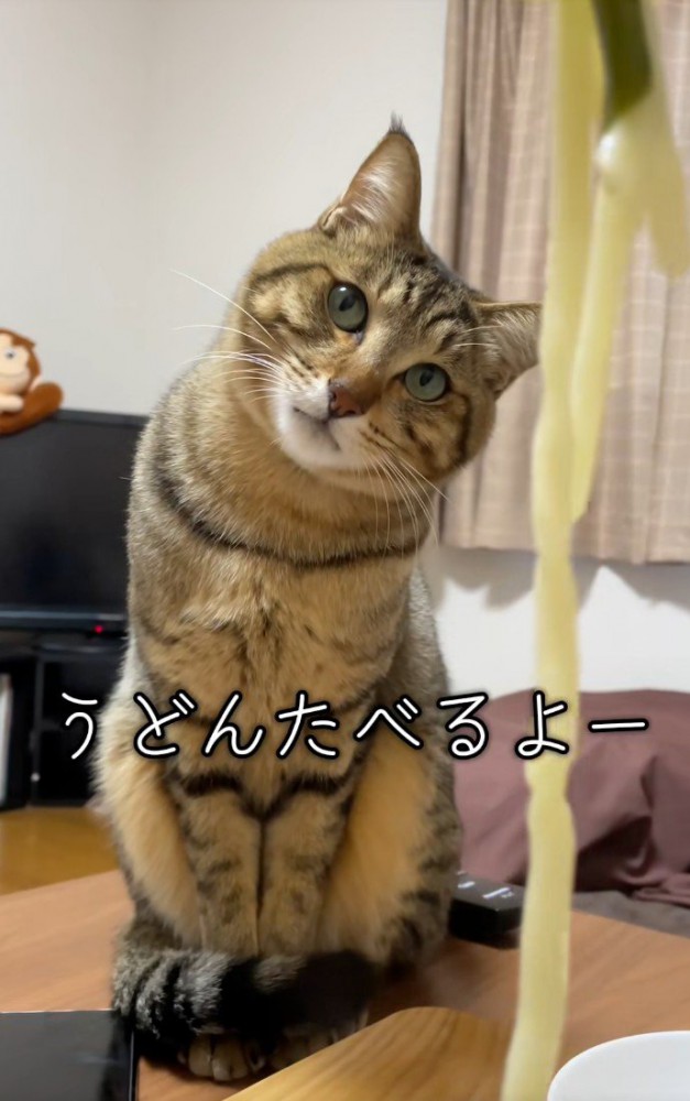 うどんを見上げる猫