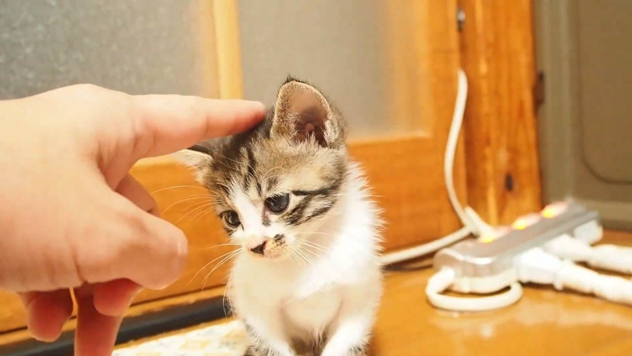 指で頭をなでられる子猫