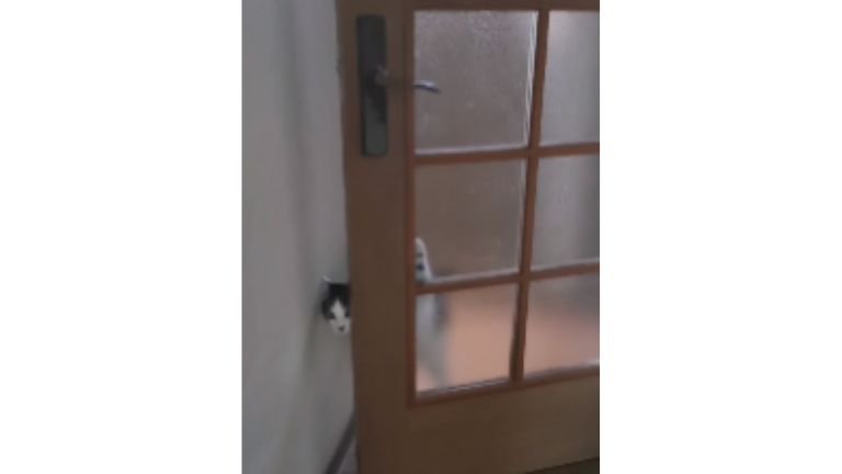 ドアから出てくる猫