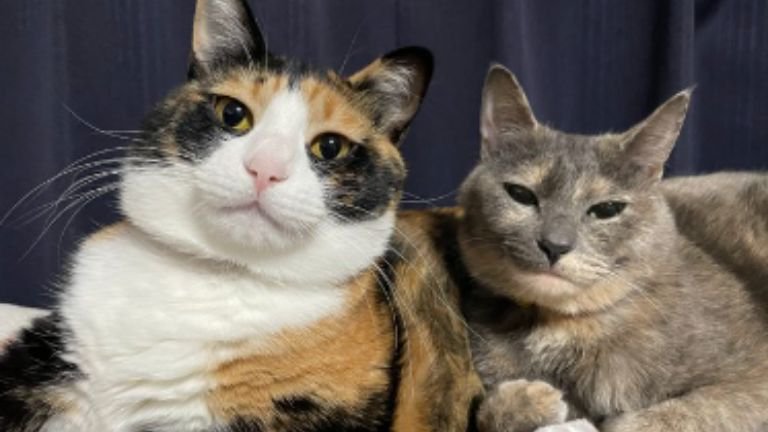 室内にいる猫たち