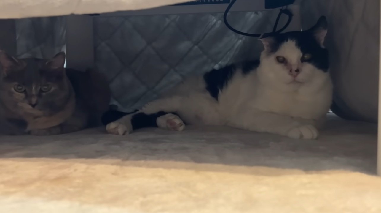 こたつに入っている猫達