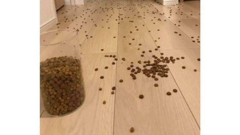 キャットフードが散らばった床