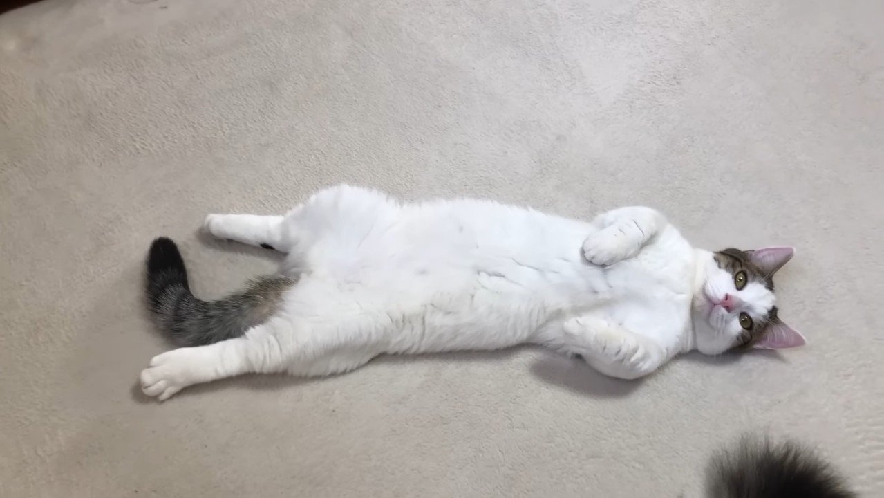 子猫時代のアップ