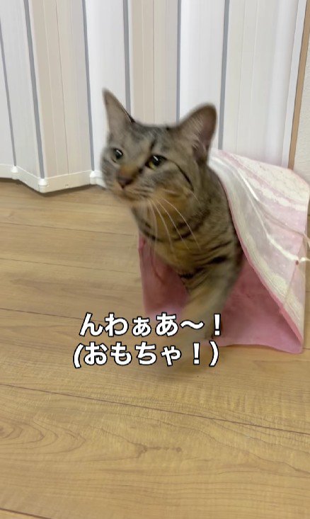 袋から出てくる猫