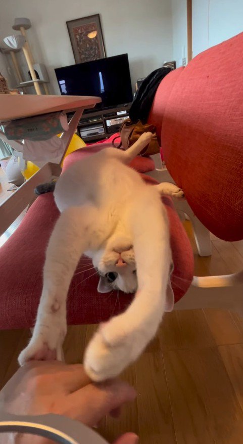 へそ天になる猫