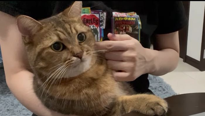 再びちょっかいをかける飼い主さん