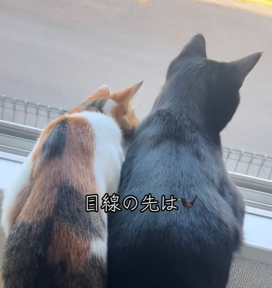 三毛猫が身体を低くしながら窓から乗り出すように外を見る後ろ姿