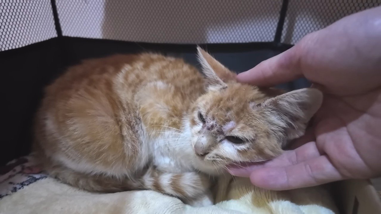 手に顔を寄せて