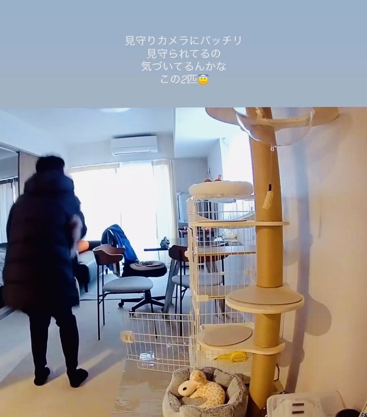 パパに抱っこされる保護猫