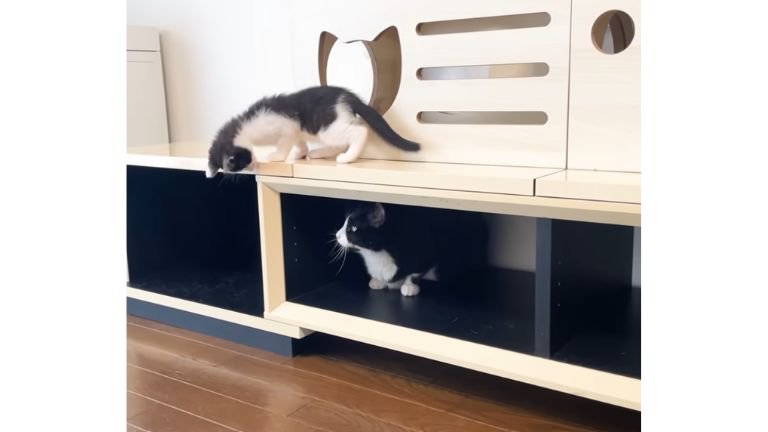 室内にいる猫たち
