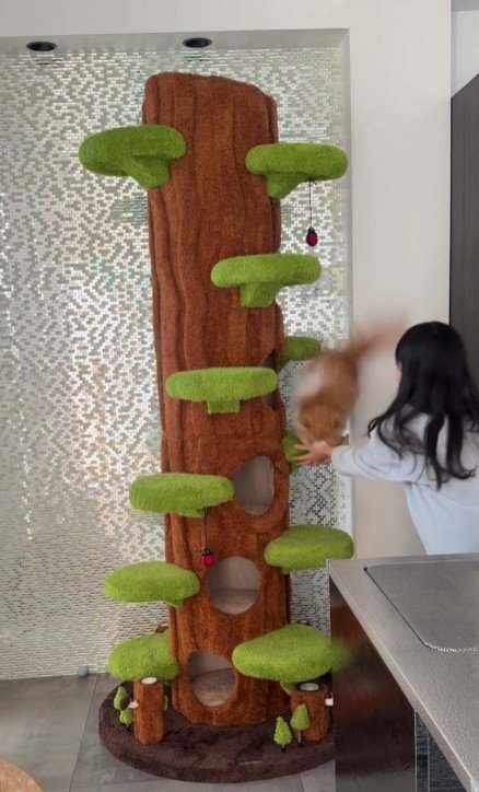 キャットタワーから落ちる猫