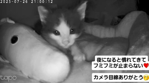 ベッドの上で前足を動かす子猫