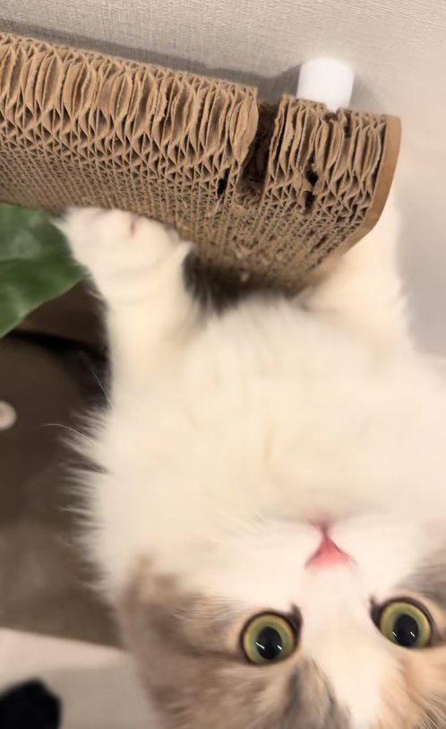 爪研ぎをしているカメラ目線の猫