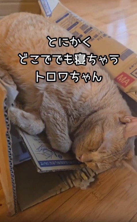 ダンボールで寝る猫