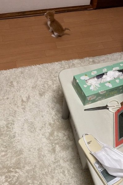 壁を見る子猫