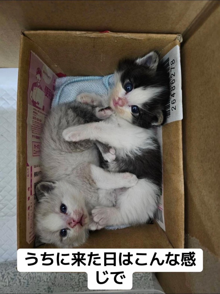 箱の中にいる2匹の子猫