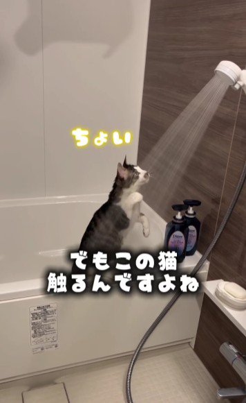 シャワーで遊んでいる猫
