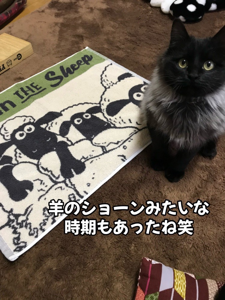 タオルの横に座る猫