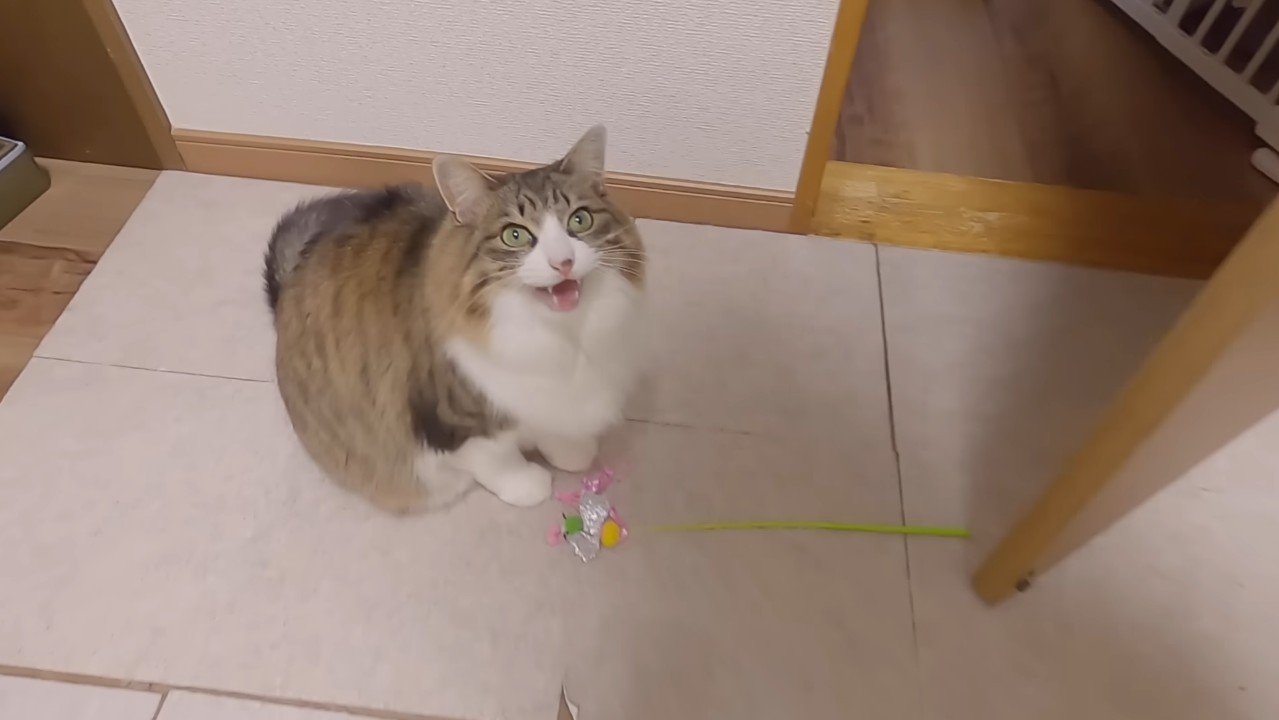 鳴き声を上げるななこちゃん