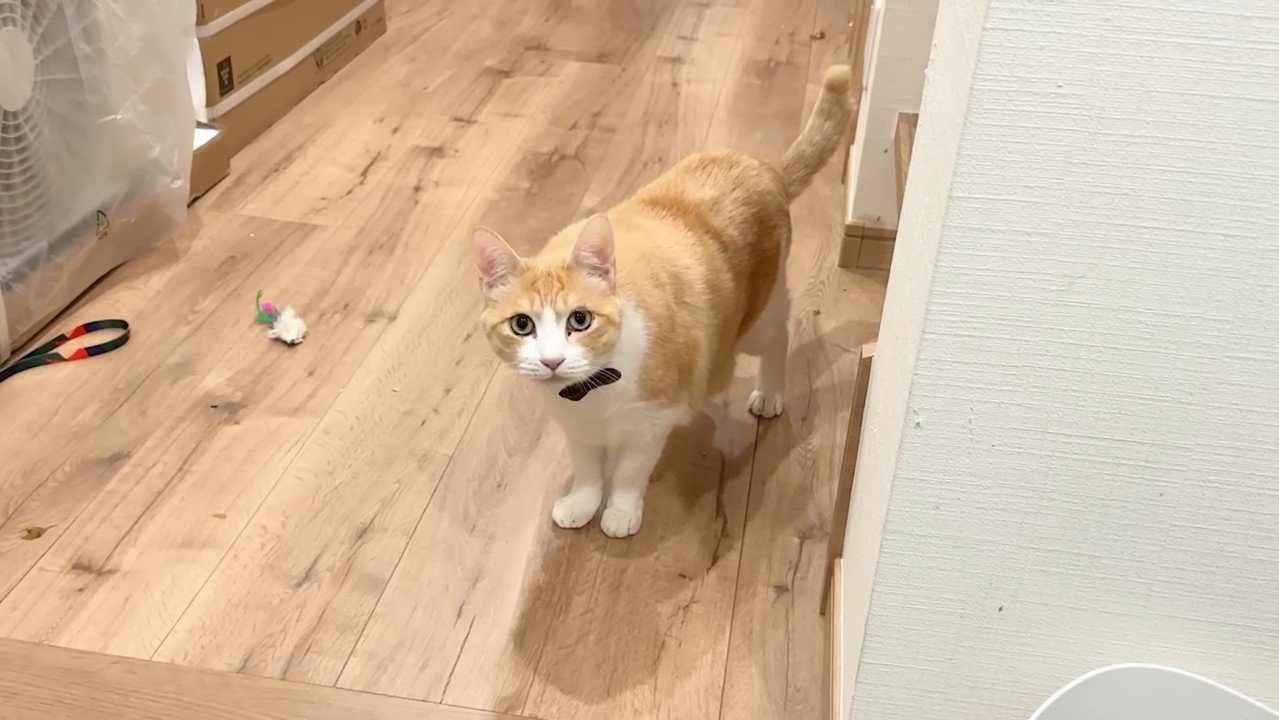 見つめてくるロビン