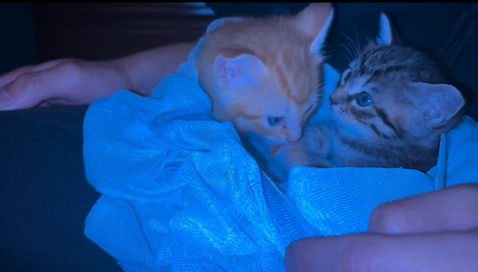 向かい合う2匹の子猫