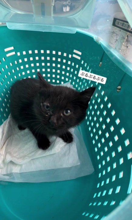 ケースの中の猫