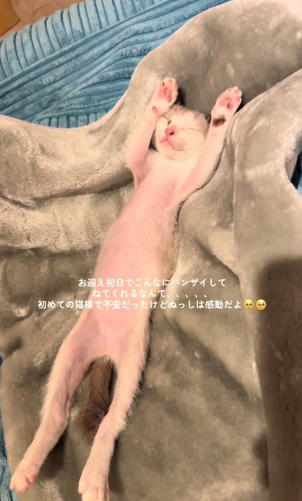 バンザイ寝をしている子猫