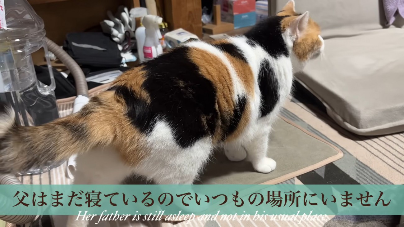テロップ「父はまだ寝ているので～」