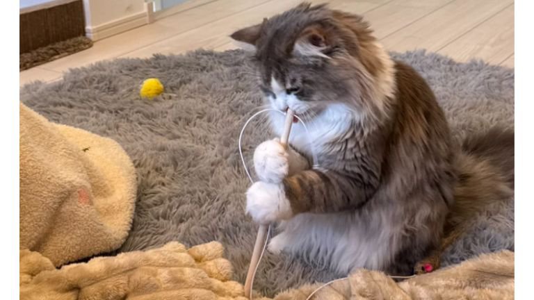 二足立ちしている猫