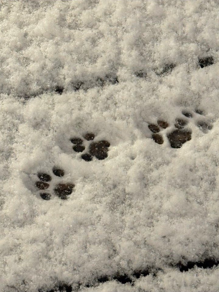 猫の足跡