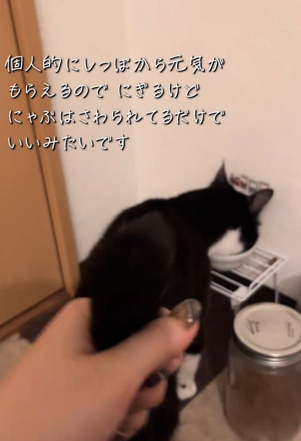 ご飯を食べる猫