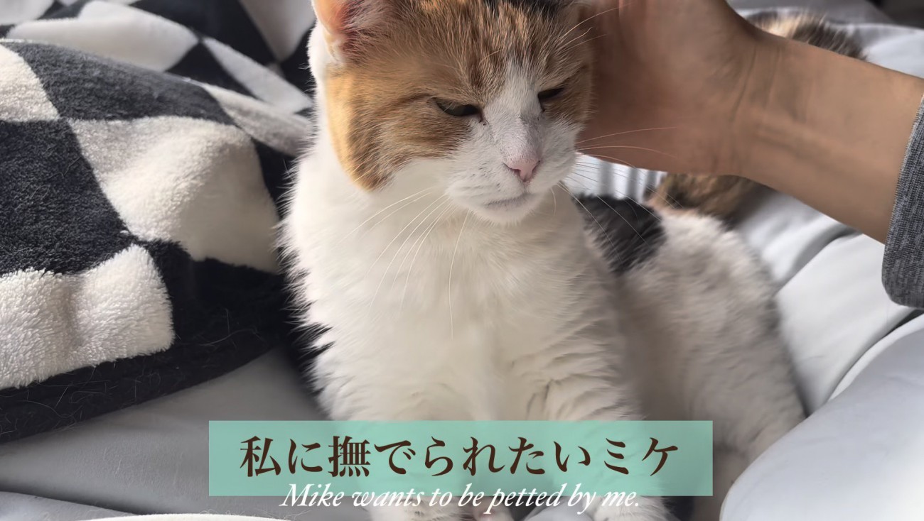 撫でられにいっているミケ