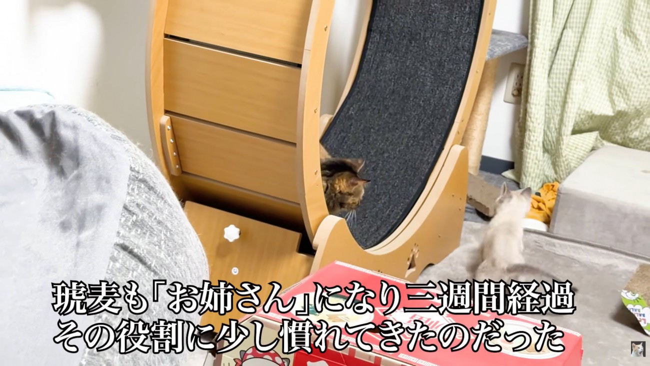 テロップ「琥麦も～」
