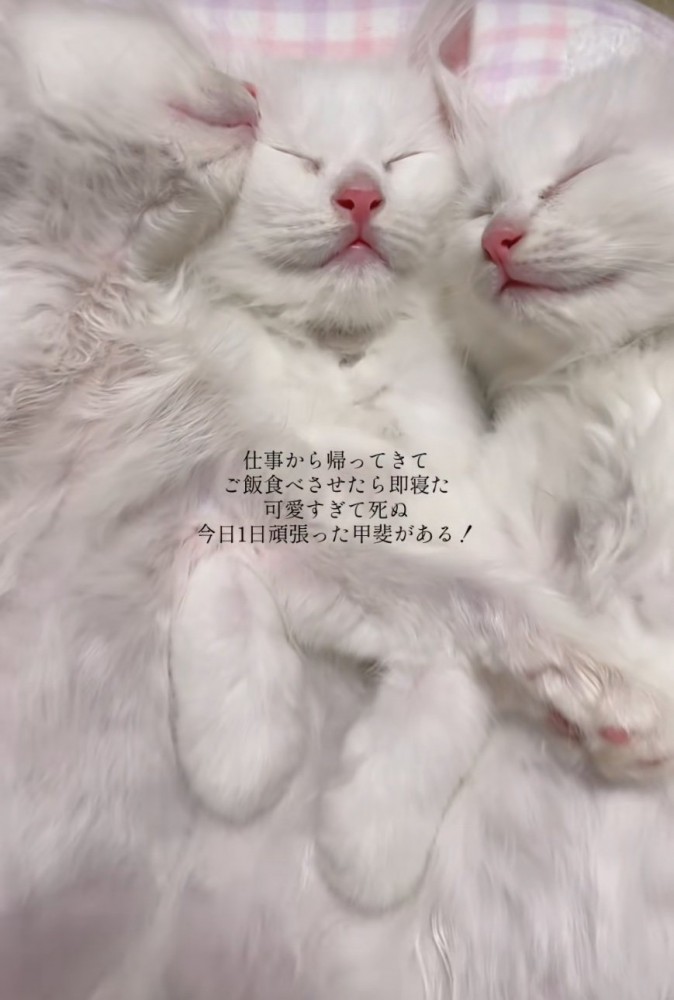 眠る子猫たち