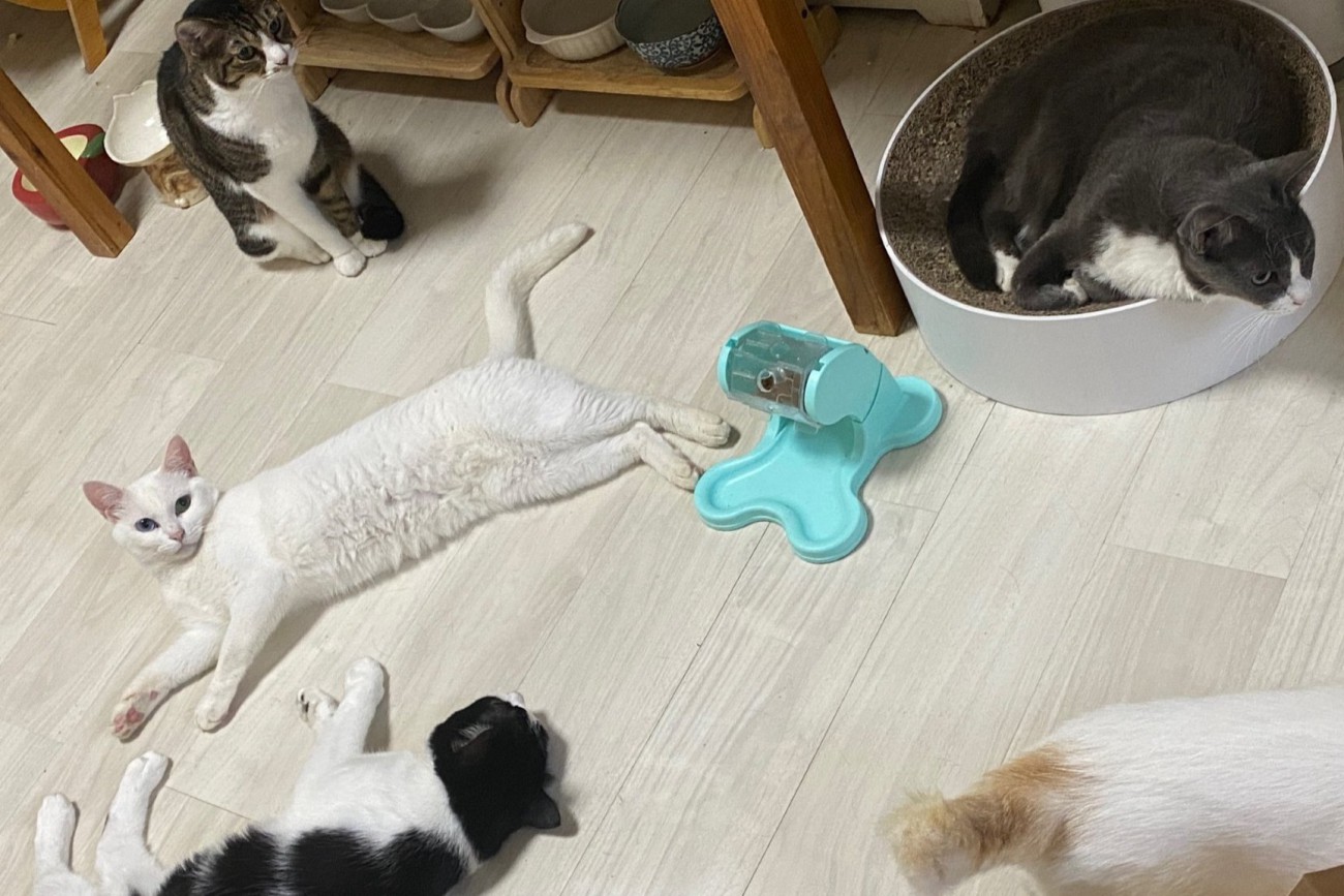 先住猫とくつろぐ白猫