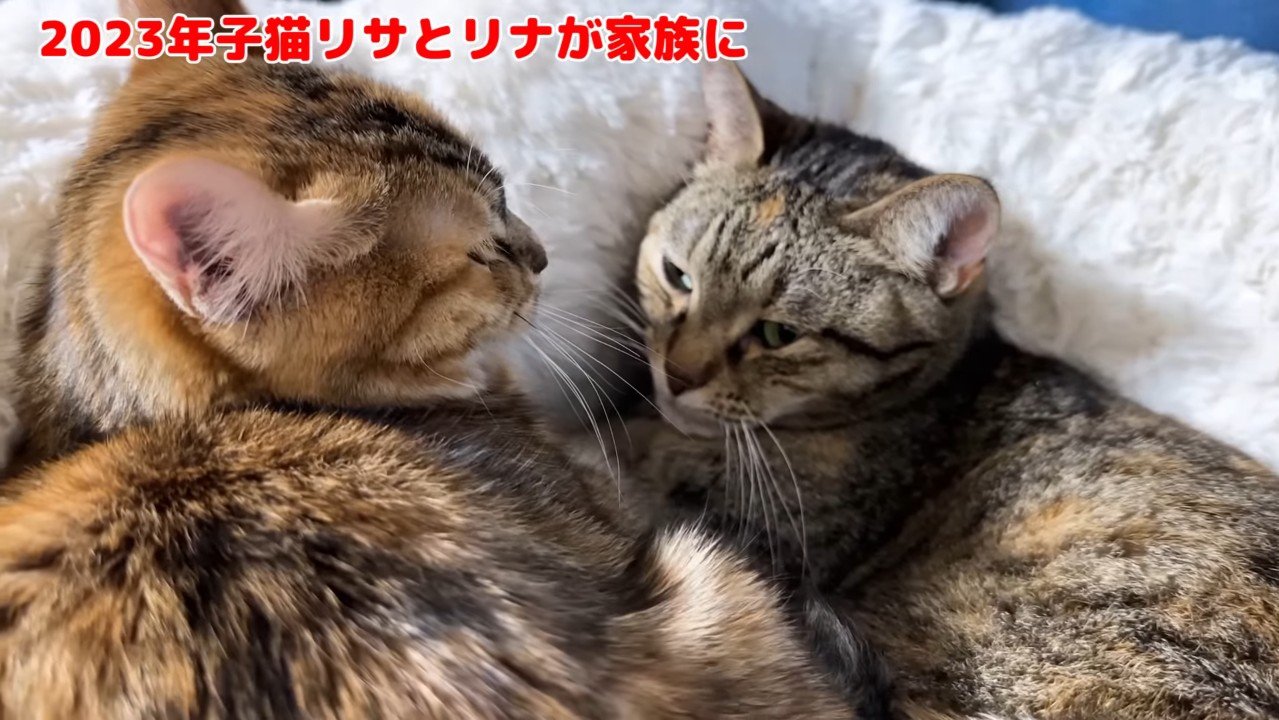子猫と添い寝
