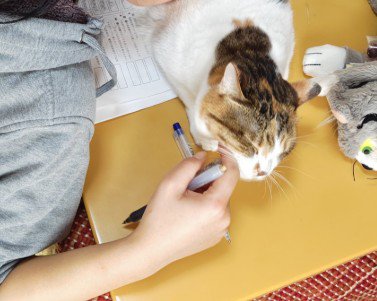 問題集の上に横たわる猫