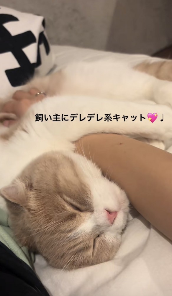 「飼い主にデレデレ系キャット」のテロップ写真2