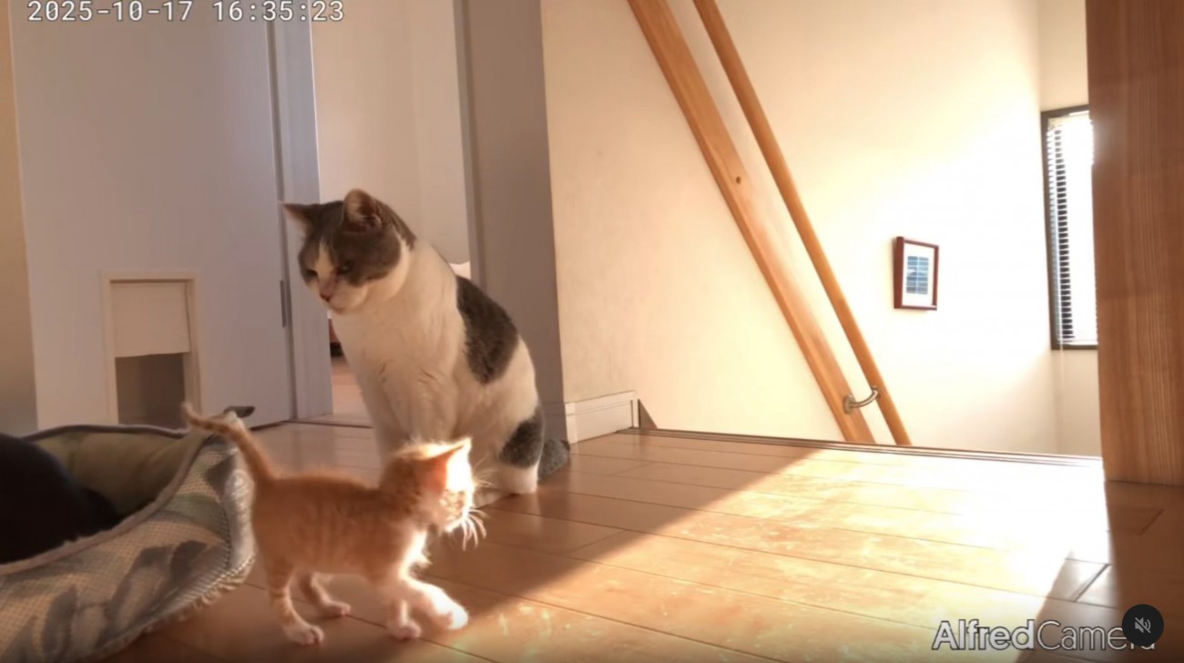 歩いていく子猫